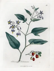 Søt-bitter søtvier - Treaktig søtvier, Solanum dulcamara. Håndkolorert kobberstikk etter en botanisk illustrasjon av James Sowerby fra William Woodville og Sir William Jackson Hookers Medical Botany, John Bohn, London