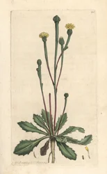 Swin's succory, Arnoseris minima (Hyoseris minima). Håndfarget kobberstikk etter en illustrasjon av James Sowerby fra James Smith's English Botany, London