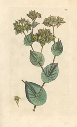 Kastevoks, Bupleurum rotundifolium. Håndfarget kobberstikk etter en illustrasjon av James Sowerby fra James Smith's English Botany, London
