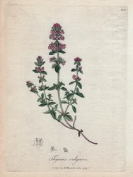 Timian (Thymus vulgaris). Håndfarget kobbergravering fra en illustrasjon av James Sowerby. Utdrag fra boken til William Woodville og Sir William Jackson Hooker "" Botanique medicinale"" 1832. Den utrettelige Sowerby (1757-1822) trakk me