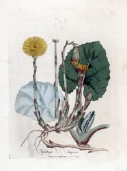 Tuslage eller ikke esel - Coltsfoot, Tussilago fara. Håndfarget kobberstikk fra en botanisk illustrasjon av James Sowerby fra William Woodville og Sir William Jackson Hookers "" Medical Botany,"" John Bohn, London