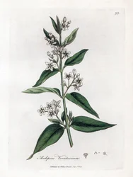 Variete d'asclepias - Svaleurt, Asclepias vincetoxicum. Håndfarget kobberstikk fra en botanisk illustrasjon av James Sowerby fra William Woodville og Sir William Jackson Hookers "" Medical Botany,"" John Bohn, London