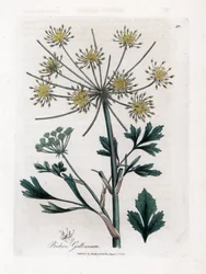Variete umbellifere-produserende harpiksgummi - Lovage-leaved bubon, Bubon galbanum. Håndfarget kobberstikk fra en botanisk illustrasjon av James Sowerby fra William Woodville og Sir William Jackson Hookers "" Medical Botany,"" John Boh