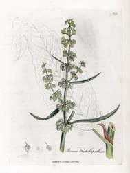 Water Patience eller Aquatic Patience - Flott vannbrygge, Rumex hydrolapathum. Håndfarget kobberstikk fra en botanisk illustrasjon av James Sowerby fra William Woodville og Sir William Jackson Hookers "" Medical Botany,"" John Bohn, Lon