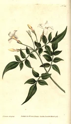 White Jasmine (eller Jasmine officinal) - Vanlig Jasmine eller Jessamine, Jasminum officinale. Håndfarget kobberstikk og botanisk illustrasjon av James Sowerby fra William Curtis' The Botanical Magazine, Lambeth Marsh, London
