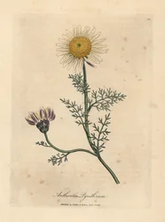 Hvit og gul spansk kamille, Anthemis pyrethrum