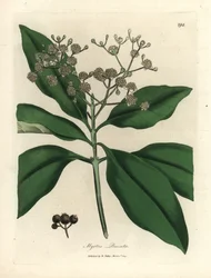 Hvitblomstret kryddertre, Myrtus pimenta