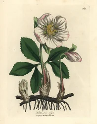 Hvitblomstret svart julerose, Helleborus niger