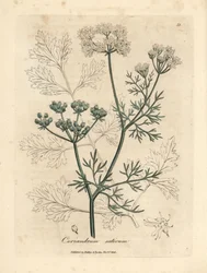 Hvitblomstret koriander, Coriandrum sativum