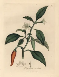Hvitblomstret, skarlagenrød guinea pepper, Capsicum annuum