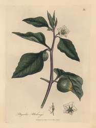 Hvitblomstret vinterkirsebær, Physalis alkekengi
