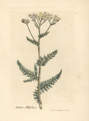Hvitblomstret ryllik eller milfoil, Achillea millefolium
