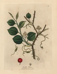 Hvite blomster, ranker og røde bær av kinesisk smilax