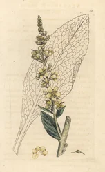 Hvit mullein, Verbasum lychnitis (molene) Håndfarget kobberstikk etter en illustrasjon av James Sowerby fra James Smith's English Botany, London