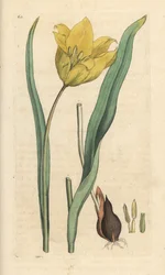 Vill tulipan, Tulipa sylvestris (vill tulipan) Håndfarget kobberstikk etter en illustrasjon av James Sowerby fra James Smith's English Botany, London