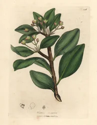 Vinterens barktre, Wintera aromatica, Drimys winteri