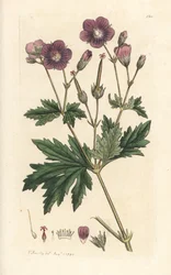Trenebb eller skogspelargonium, Geranium sylvatium (tre geranium) Håndfarget kobberstikk etter en illustrasjon av James Sowerby fra James Smith's English Botany, London