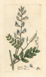 Vedvikke, Vicia sylvatica (vesce des bois) Håndfarget kobberstikk etter en illustrasjon av James Sowerby fra James Smith's English Botany, London