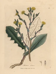 Gulblomstret villsalat, Lactuca virosa