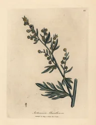 Gulblomstret malurt, Artemisia absinthium