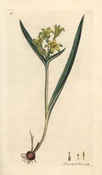 Gul stjerne fra Betlehem, Gagea lutea (Ornithogalum luteum) (gagee jaune) Håndfarget kobberstikk etter en illustrasjon av James Sowerby fra James Smith's English Botany, London