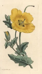 Gulhornvalmue, Glaucium flavum (Chelidonium glaucium) Håndfarget kobberstikk etter en illustrasjon av James Sowerby fra James Smith's English Botany, London