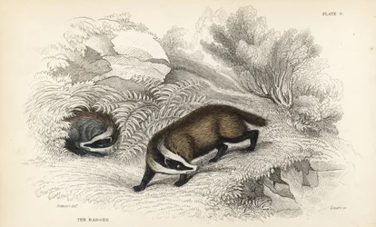 Europeisk grevling, Meles meles (Meles taxus). Håndfarget stålgravering av Lizars etter en illustrasjon av James Stewart fra William Jardines Naturalist