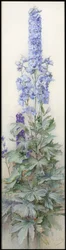 Delphiniums, ca. 1920