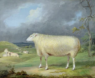 A Border Leicester Ewe (olje på lerret)