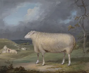 En Border Leicester Ewe