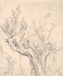 Et knudrete tre