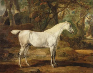 A Grey Arabian Stallion, eiendommen til Sir Watkin Williams-Wynn, ca. 1815-20 (olje på lerret)