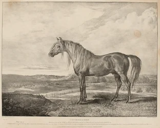 «København, hesten som hertugen av Wellington red i slaget ved Waterloo, ble avlet av general Grosvenor», ca. 1824