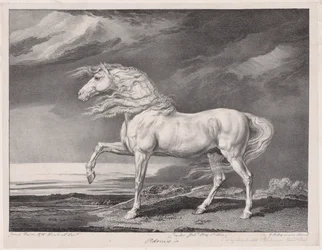Fjorten feirede hester: Adonis