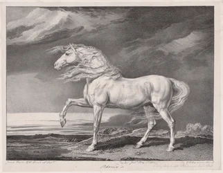 Fjorten feirede hester: Adonis, 1824.