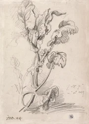 Plantestudie