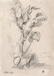 Plantestudie