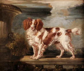 Portrett av Dash, en favoritt spaniel, eiendommen til Lady Frances Vane-Tempest