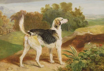 Ravager, en av Lambton Hounds (olje på panel)