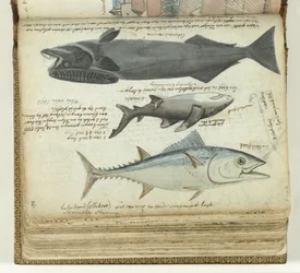 En tunfisk, en hai og en remora