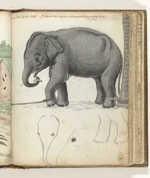 Ung elefant på et tre