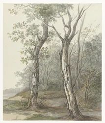 skoglandskap