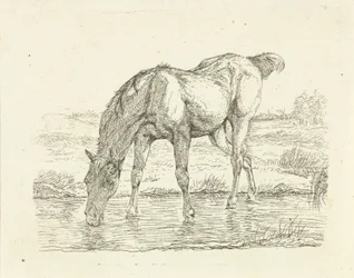 Drikkehest