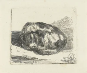 sovende hund