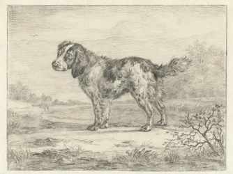 Spaniel står i et landskap