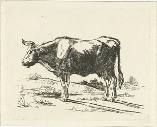 stående ku