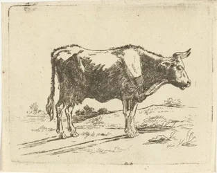 stående ku