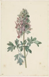 Bloeiende Corydalis bulbosa   1387517   no       norwegian Successfully Translated  Original: "Kiøbenhavns Skilderie". Nr. 2 Translat: "Kiøbenhavns Skilderie". Nr. 2 1263272 no norwegian Successfully Translated Original: Christ on the Cross, 14861488. Tran
