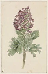 Blomstrende Corydalis bulbosa
