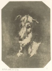 Greyhound hode